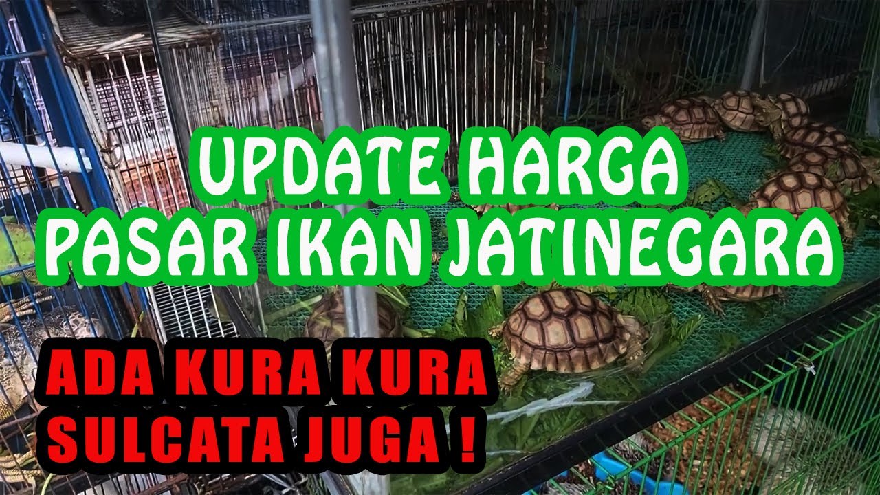 Update Harga Pasar Ikan Hias Jatinegara Terbaru - Hunting Kura-kura | #5