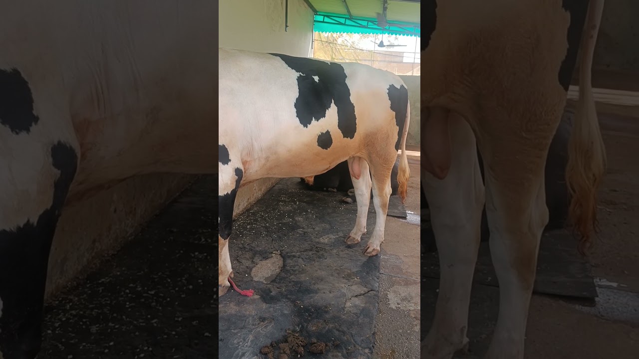 Highest Milk recorded HF breeding bull #hf #bull