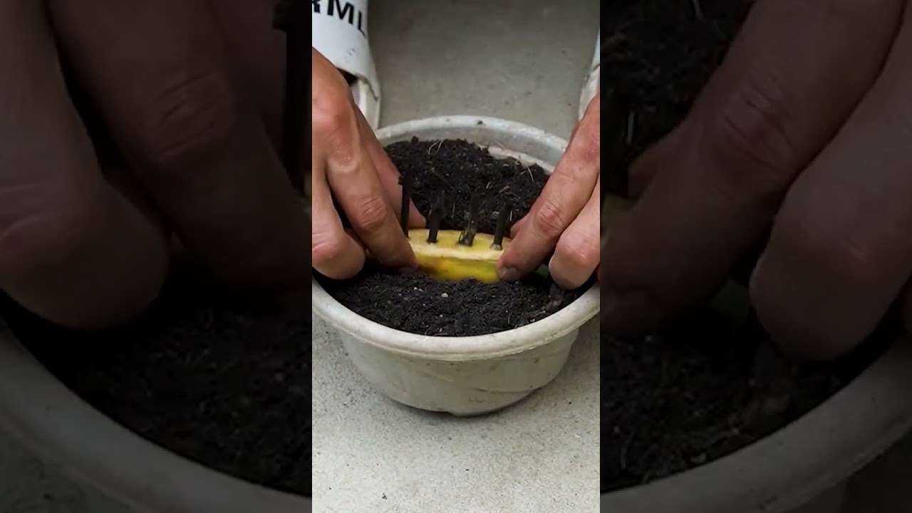 #Garfting #Gardning #miniplant #Growing #Reels #Shorts #reelsshorts