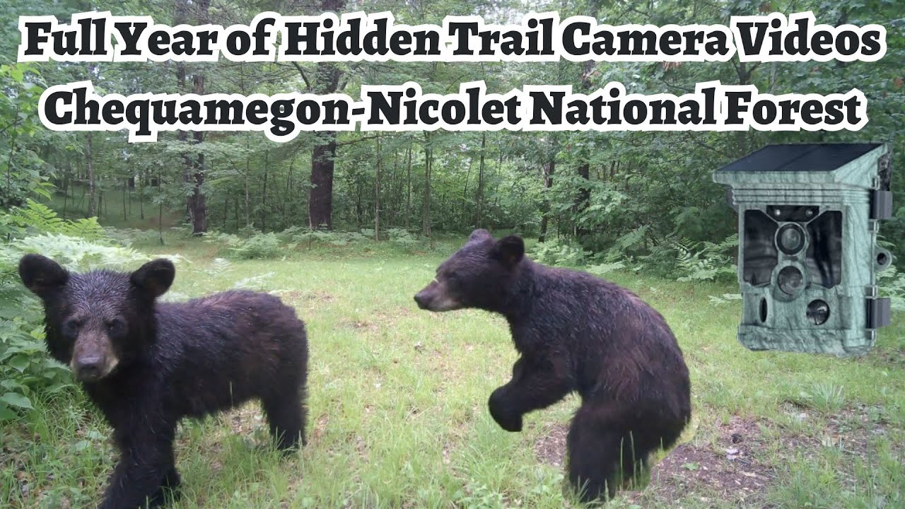 Forest Eye - Exploring Chequamegon-Nicolet National Forest (Trail Camera in Chronological Order)