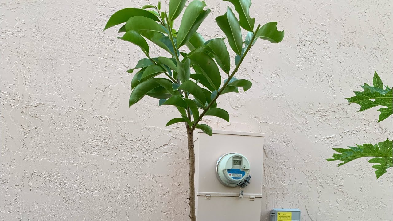 Grafting Soursoap/Guanabana mistake and corrected