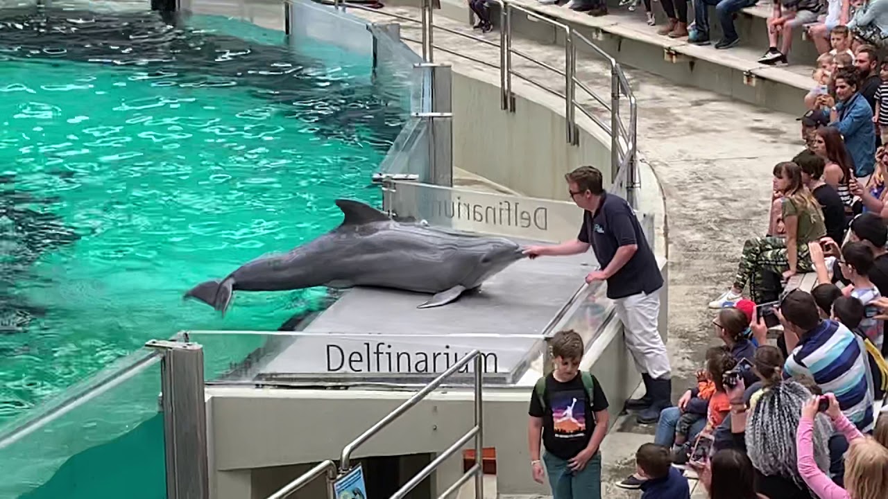 Zoo Duisburg Delfinshow