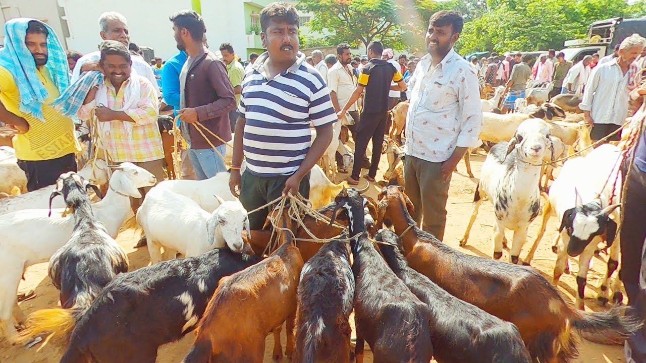 Nelamangala Bakra Mandi walkthrough