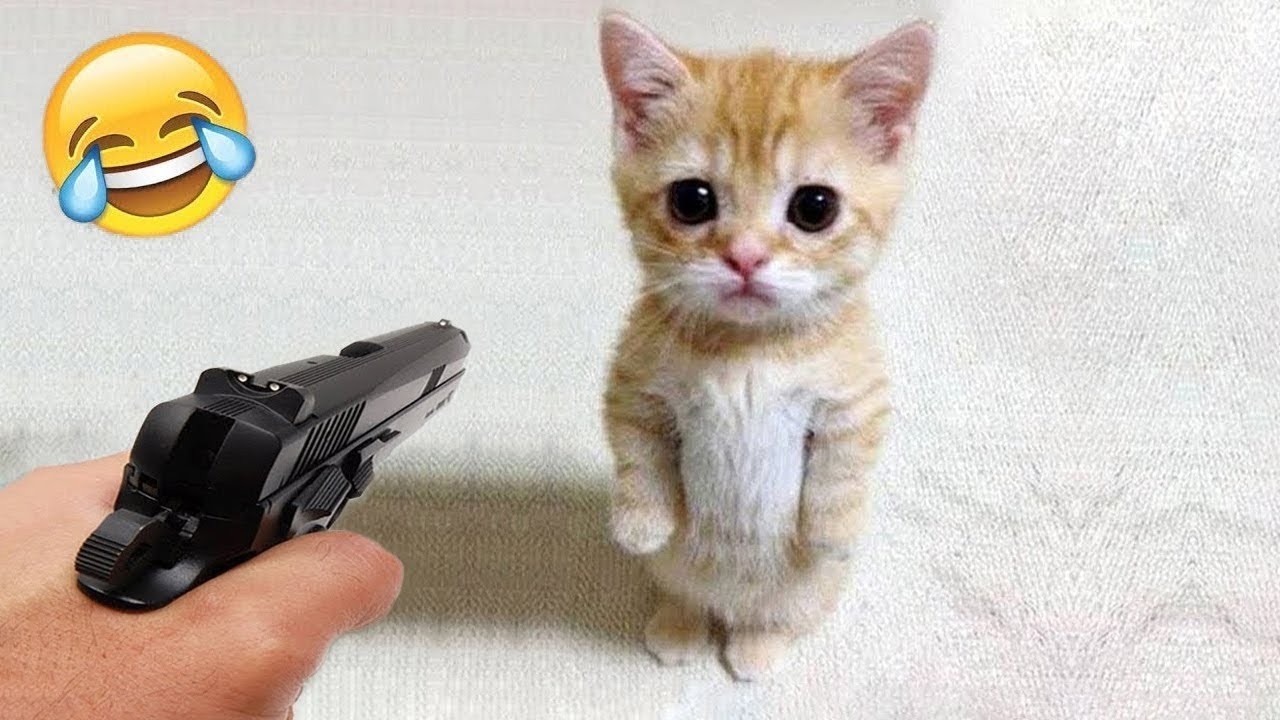 Funniest Dog and Cat Videos 2026😹🐕 You Laugh You Lose🤣