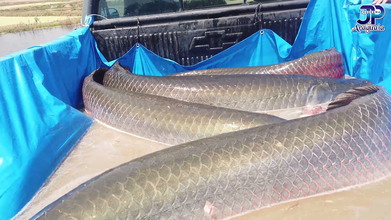 Fazenda de criação de peixes Pirosca ou Pirarucus do Tim Piscicultura Caiapó em Bom Jardim GO.