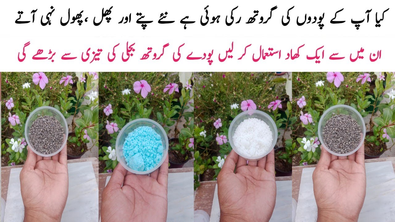 Top 4 Best fertilizer for plants || بجلی کی تیزی سے پودوں کی گروتھ بڑھانے والی کھادیں