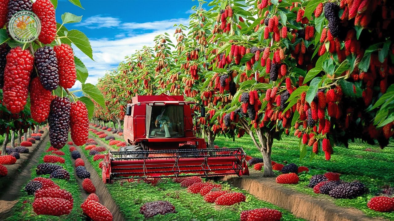 How Farmers Harvest Millions of Mulberries from Mulberry Farms | Farming Documentary