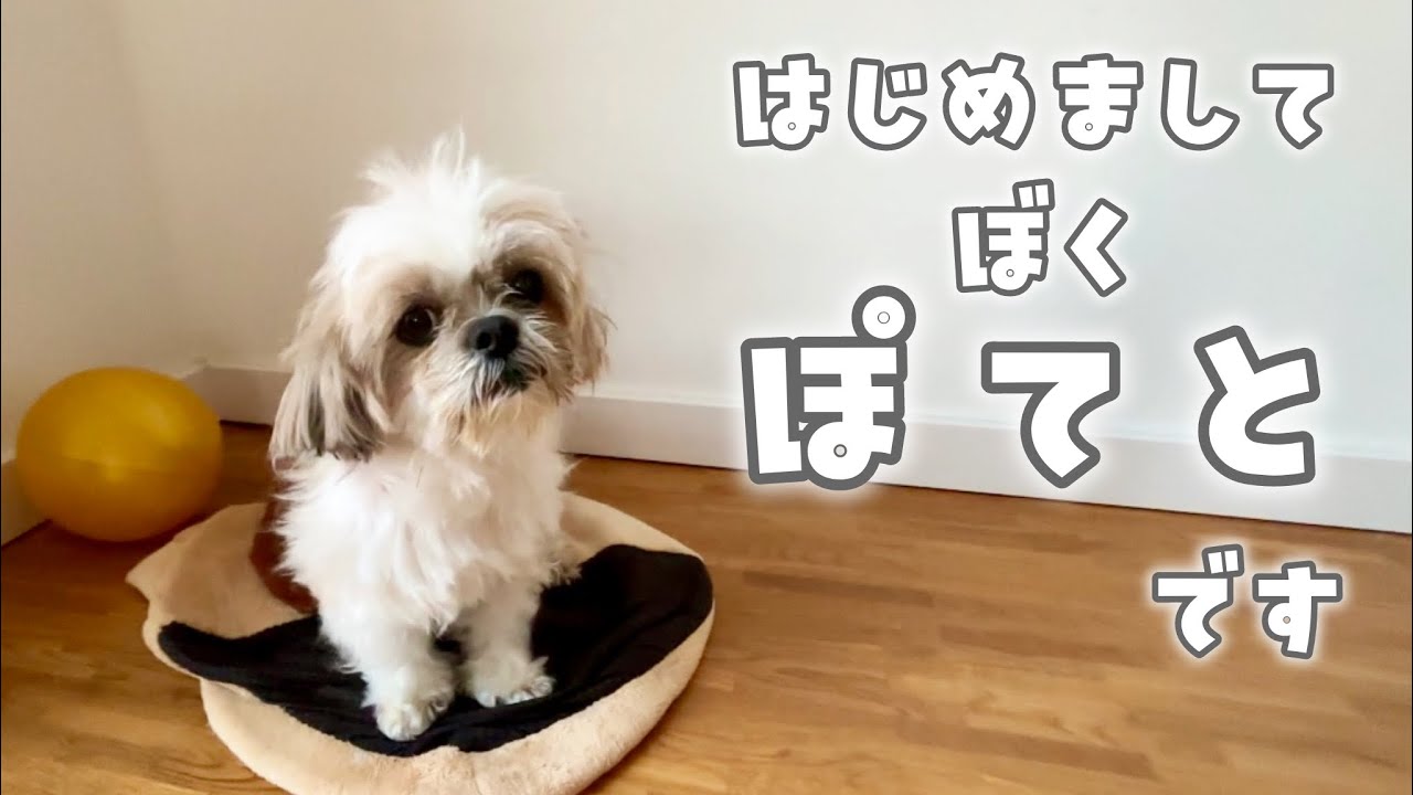 はじめまして、ぼくぽてとです🐾ドイツ暮らしのシーズーです/ぼくの好きなこととか【初投稿】
