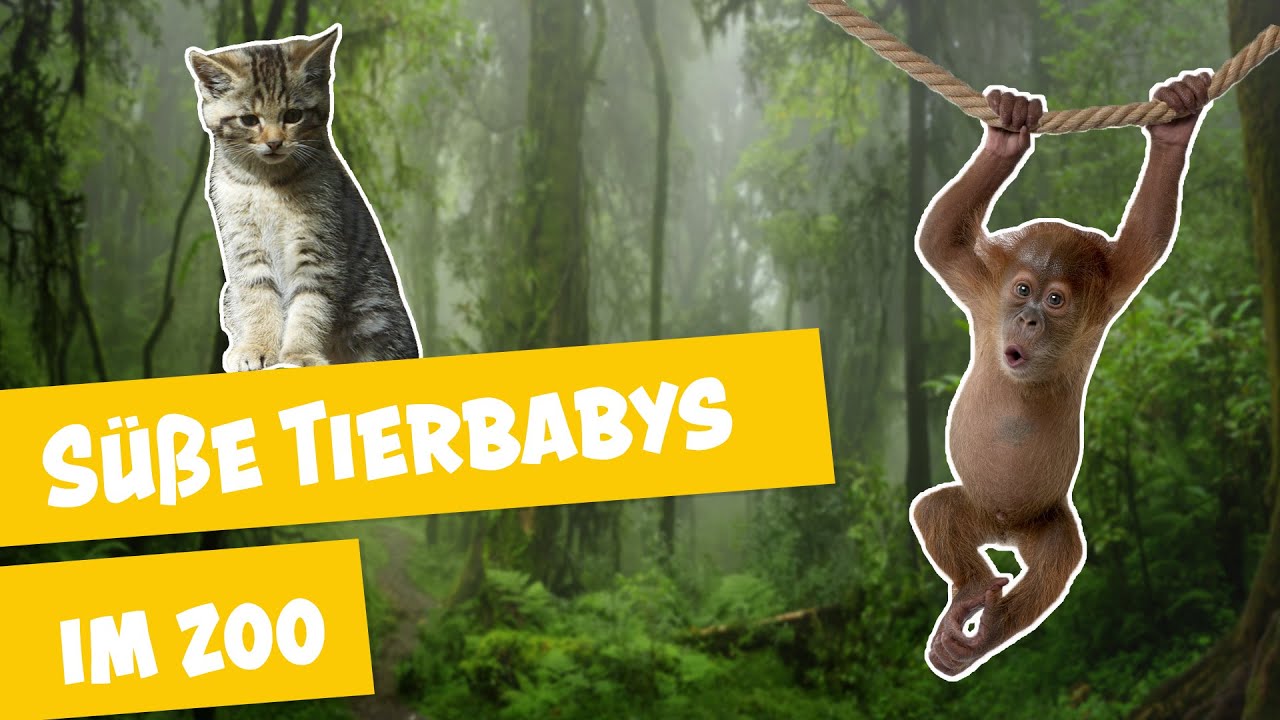 S&uuml;&szlig;e Tierbabys im Zoo und Tierpark Berlin I Panda, Gorilla & Co.