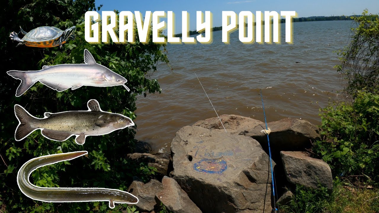 Fishing Gravelly Point | Potomac River DC (Catfish, Eel, Turtle)