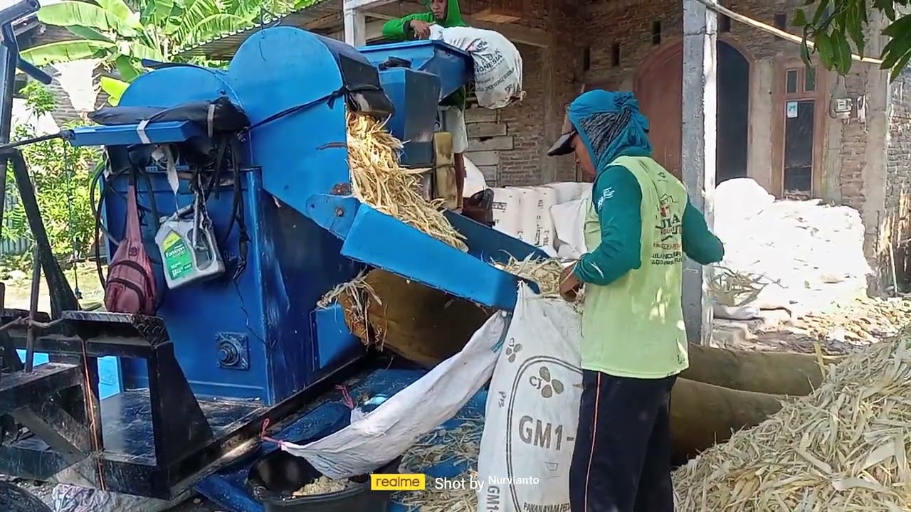 panen jagung 🌽 siap di jual #panenjagungmanis #ramai #viralvideo