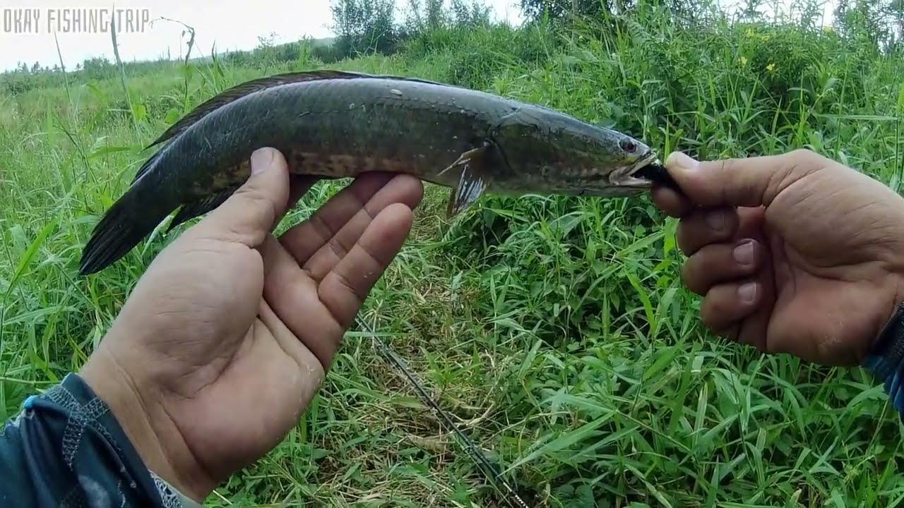 Ngamisin reel bc seahunter starfall DC dirawa extreme @okayfishingtrip140