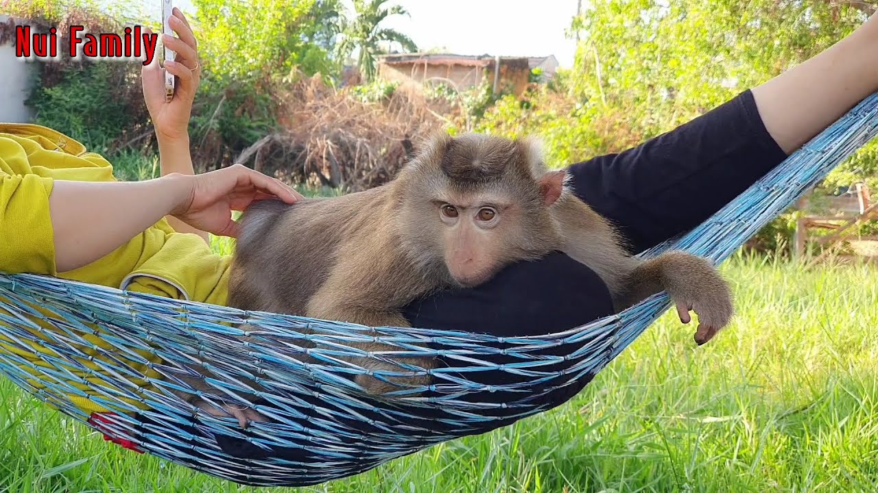 Mother helps Nui monkey climb the coconut tree in a special way
