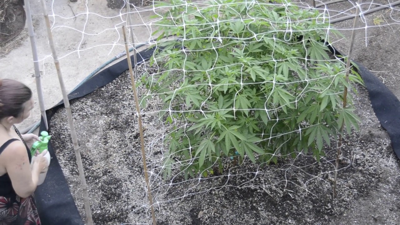 2019 outdoor grow northern California