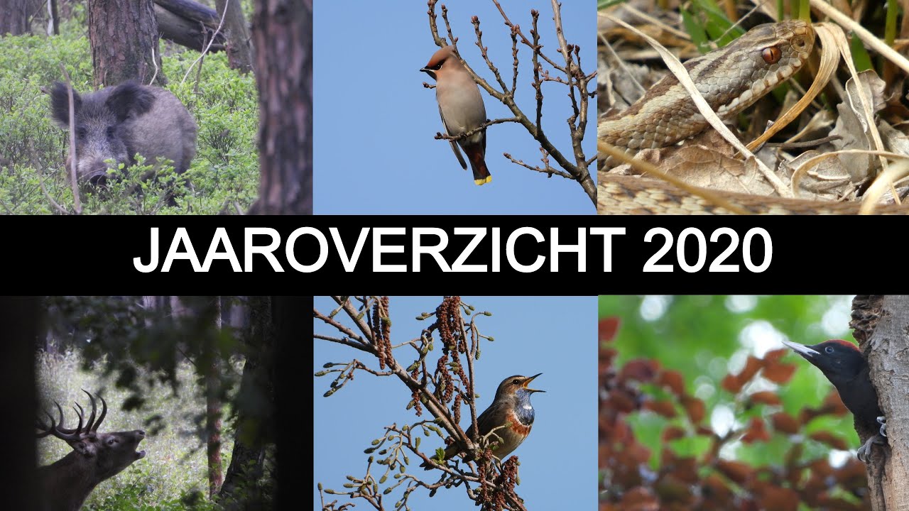 #185: De mooiste natuurmomenten van 2020!