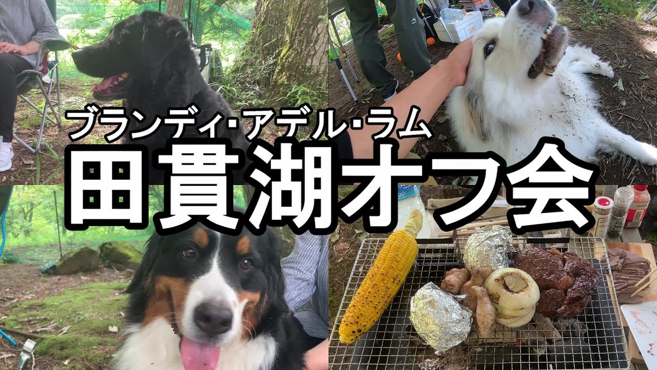 【GPラム】ブランディ＆アデルとミニオフ会【田貫湖】
