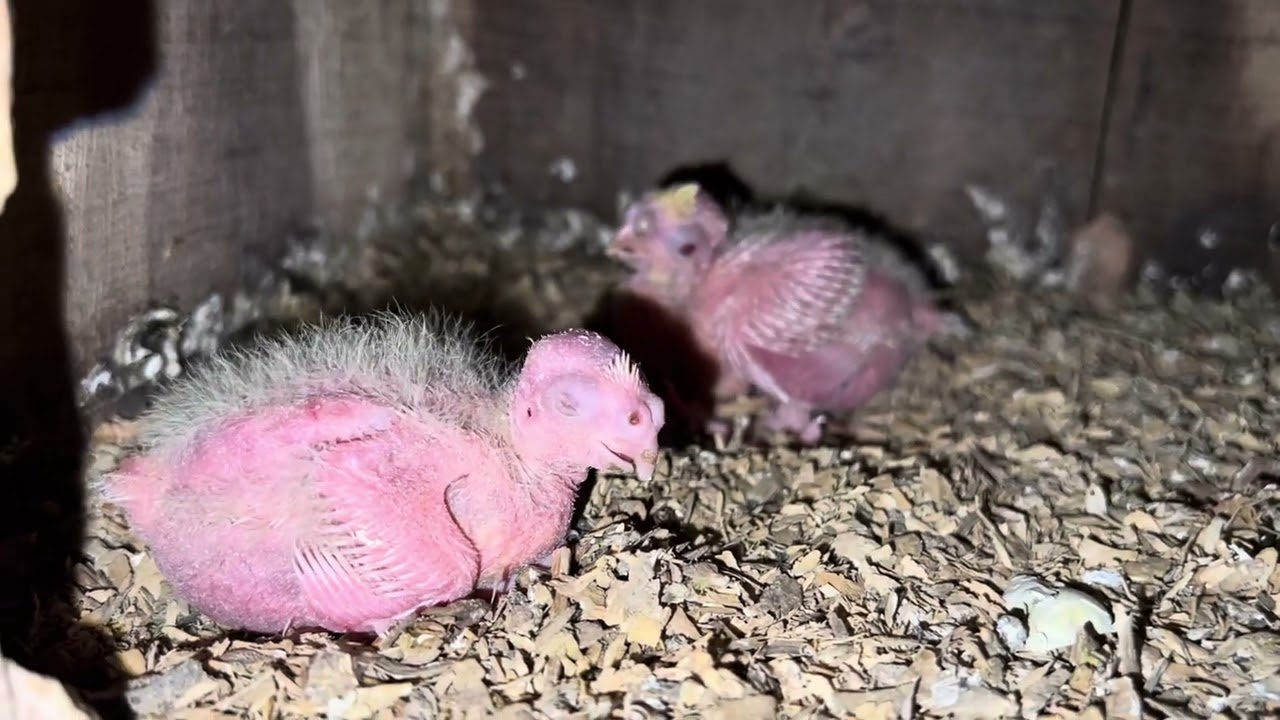 Cute cockatiels breeding progression 18 Oct 2025 EP: 69