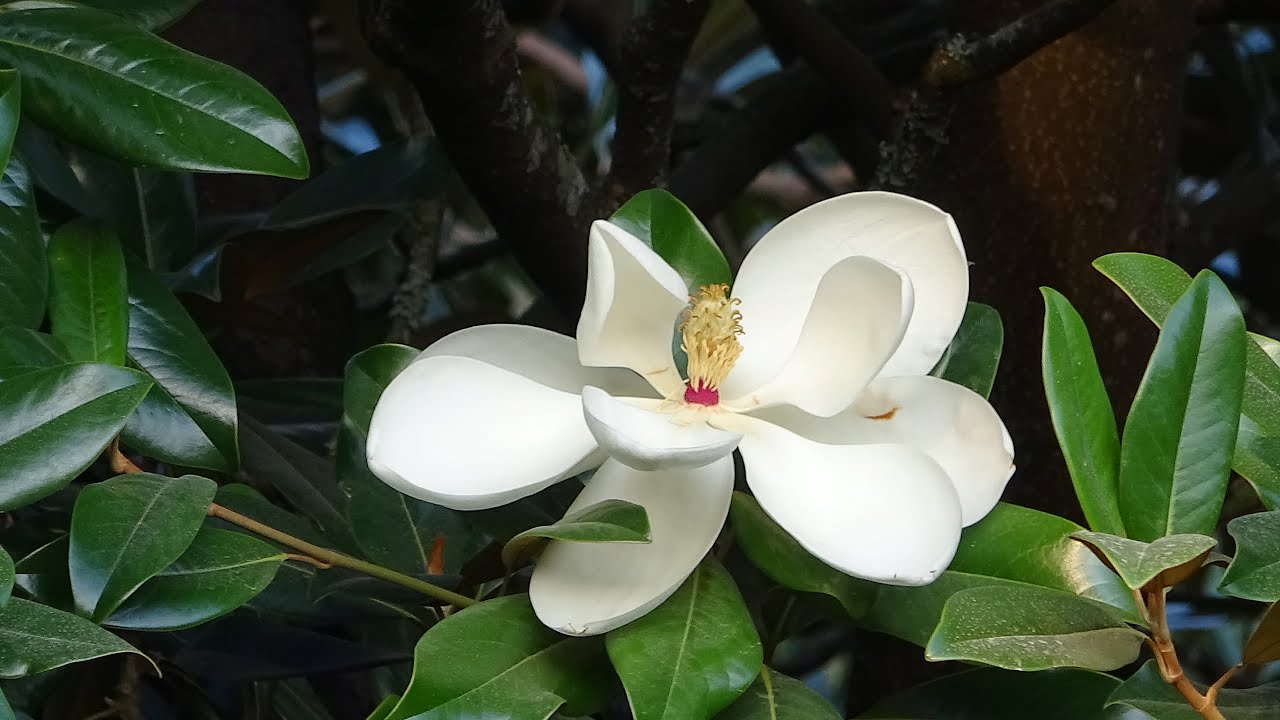La Espectacular Flor del Magnolia Grandiflora.