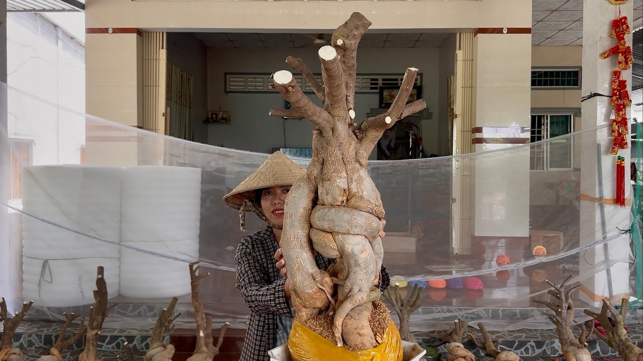 Phôi hoa giấy dáng trực củ đặc to đẹp, nhiều cây bonsai giao lưu toàn quốc ☎0939.421.599 Hương Đoàn