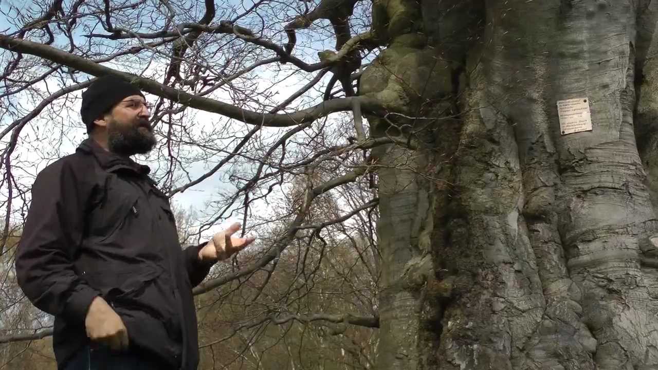 Die Schäferbuche in Mecklenburg: Eine der stärksten Buchen Deutschlands