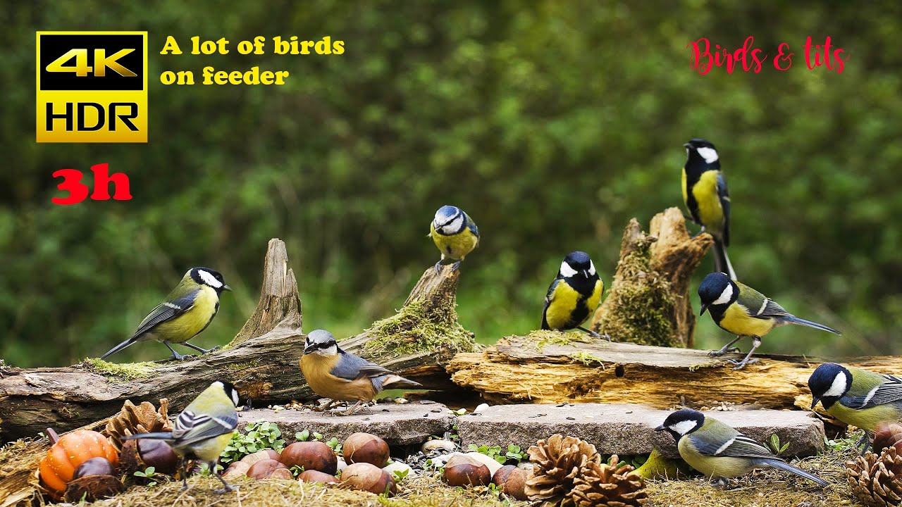 Birds & tits: A lot of birds on feeder - 4K HDR - CATs tv