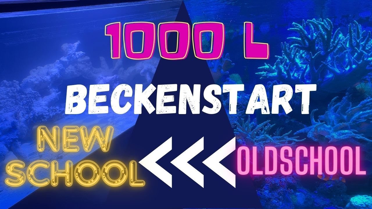 1000 L Shallow Mixed Reef Beckenstart - Pilot