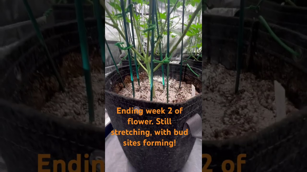 #plant #garden #gardening #marijuana #420 #homegrown #organic #pnw