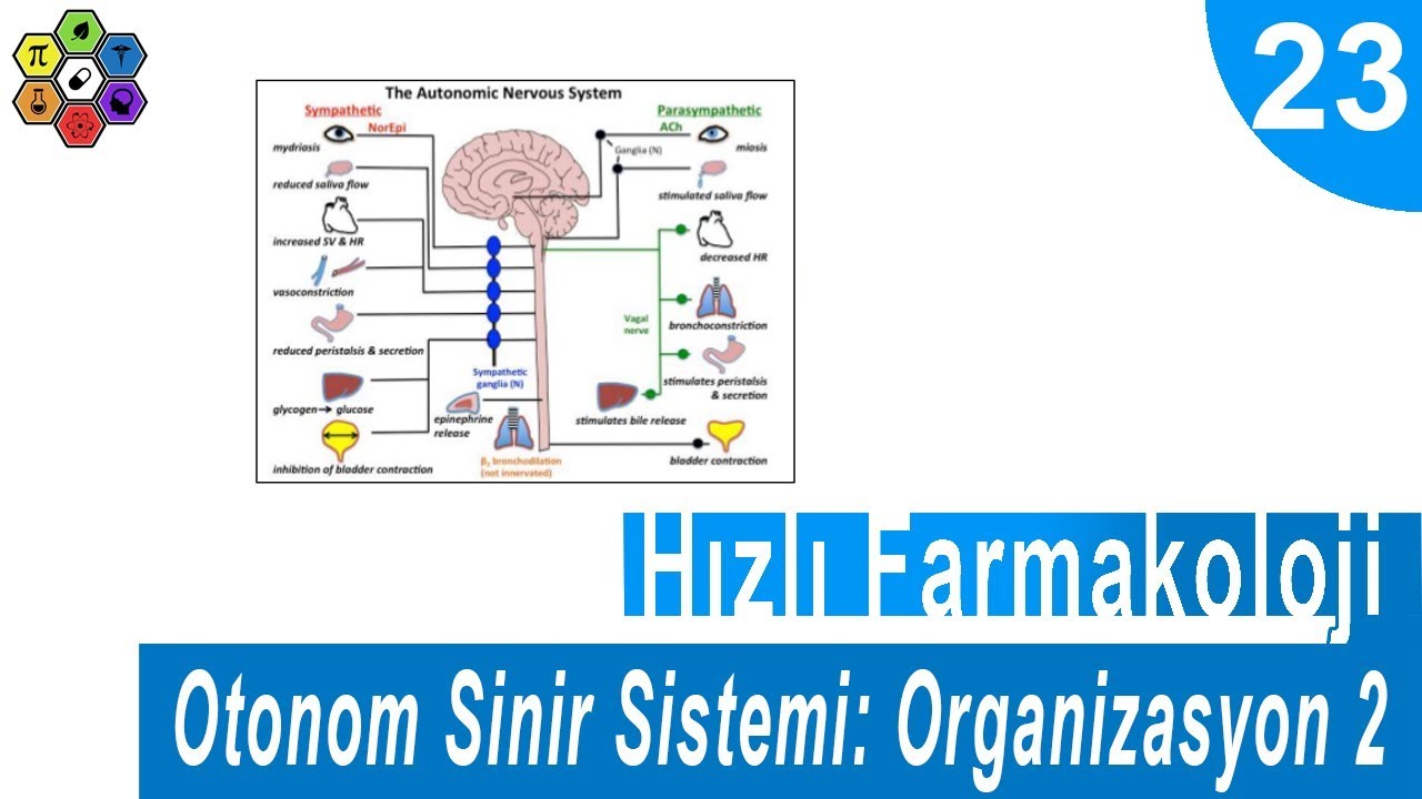 OTONOM SİNİR SİSTEMİ: ORGANİZASYON 2 | Hızlı Farmakoloji #23