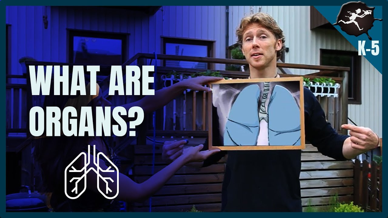 What are Organs? Organs and Body Systems. K-5 Science Music Videos by Untamed Science