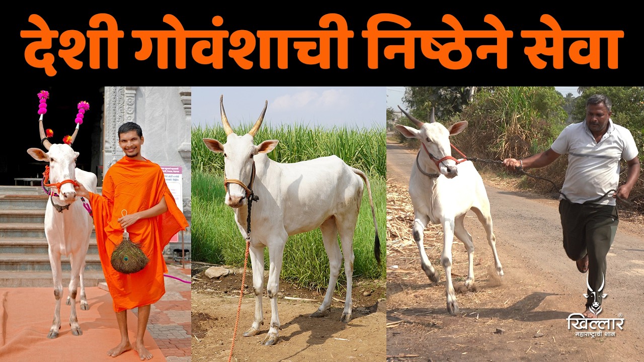 सेवेचं फळ मिळालं | आमची गाय नांदणी मठात नांदते - सुहास पाटील | Khillar Maharashtrachi Shaan 2026