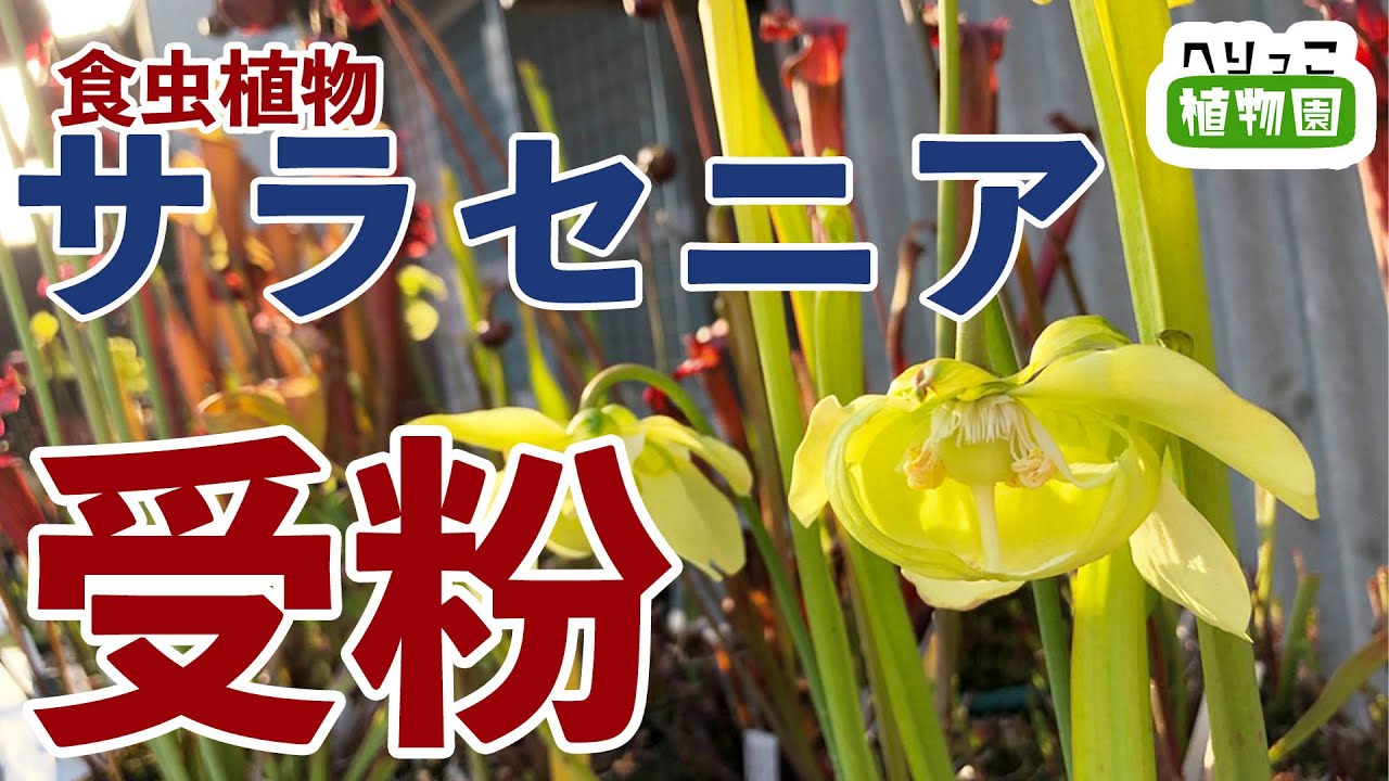 【食虫植物の受粉】サラセニアの種を作ろう！受粉方法を説明します。おまけ：八重咲き伊勢ローズ解体してみよう！