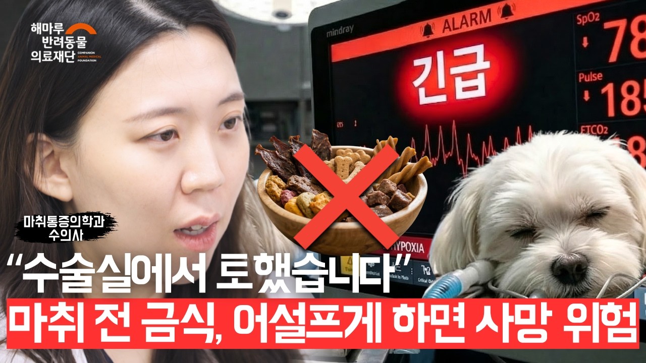 반려동물이 마취를 앞두고 있다면? 마취과 수의사가 말하는 '마취 전 금식에 대한 오해와 진실'