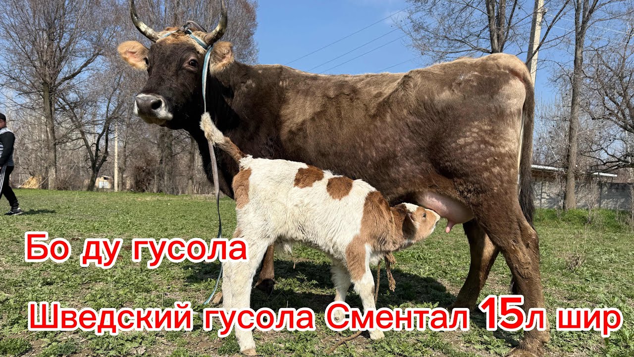 Рекорд Шведской Парода Фрухта шуд 🛑 