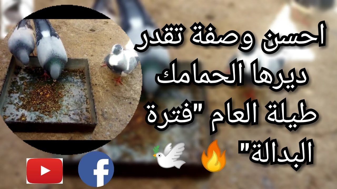 احسن وصفة تقدر ديرها الحمامك طيلة العام | خصوصا فترة #البدالة ⁦🇲🇦⁩🔥🔥⁦🕊️⁩