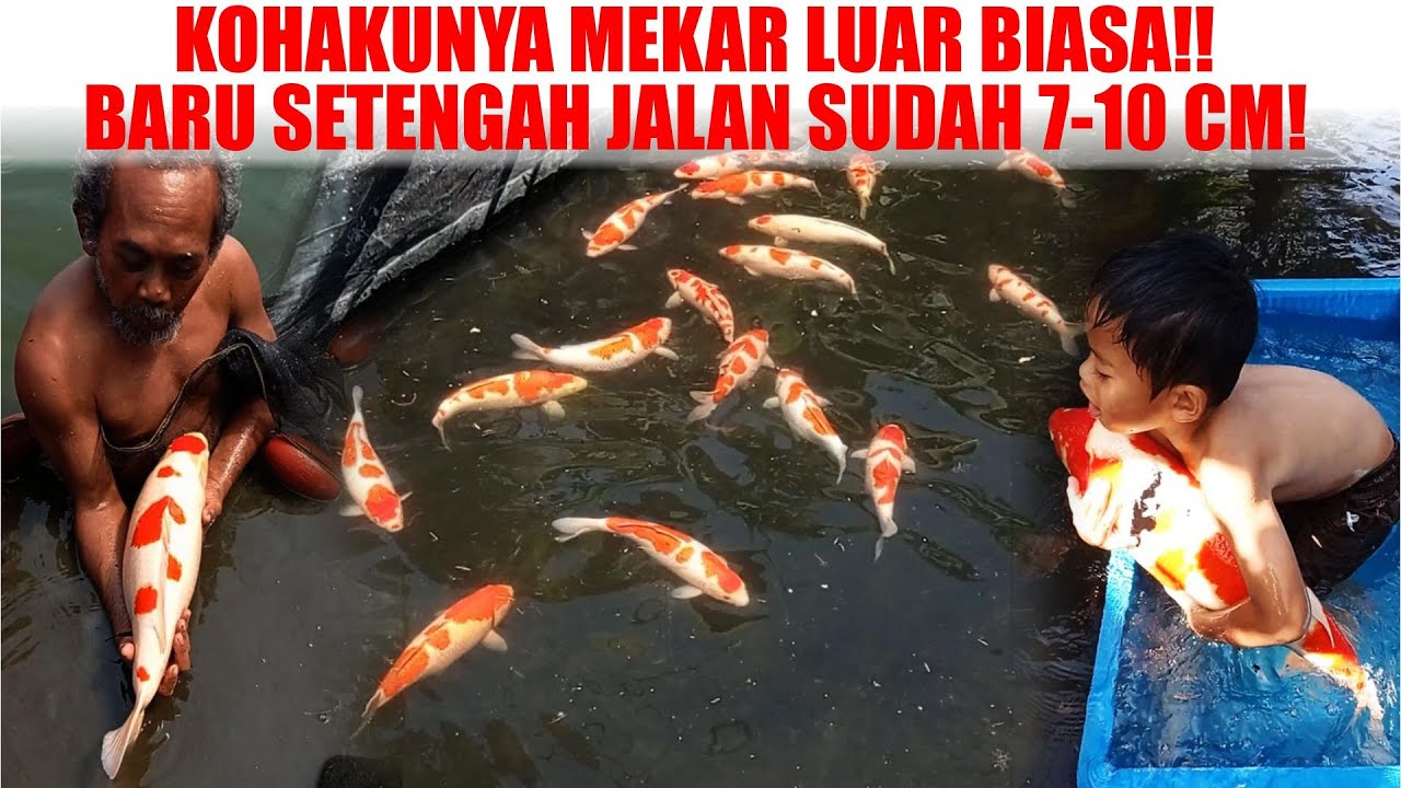 DI KOLAM PANAMA KOI INDONESIA IKAN KOHAKU AKF BERUBAH JADI SUPER MONSTER❗