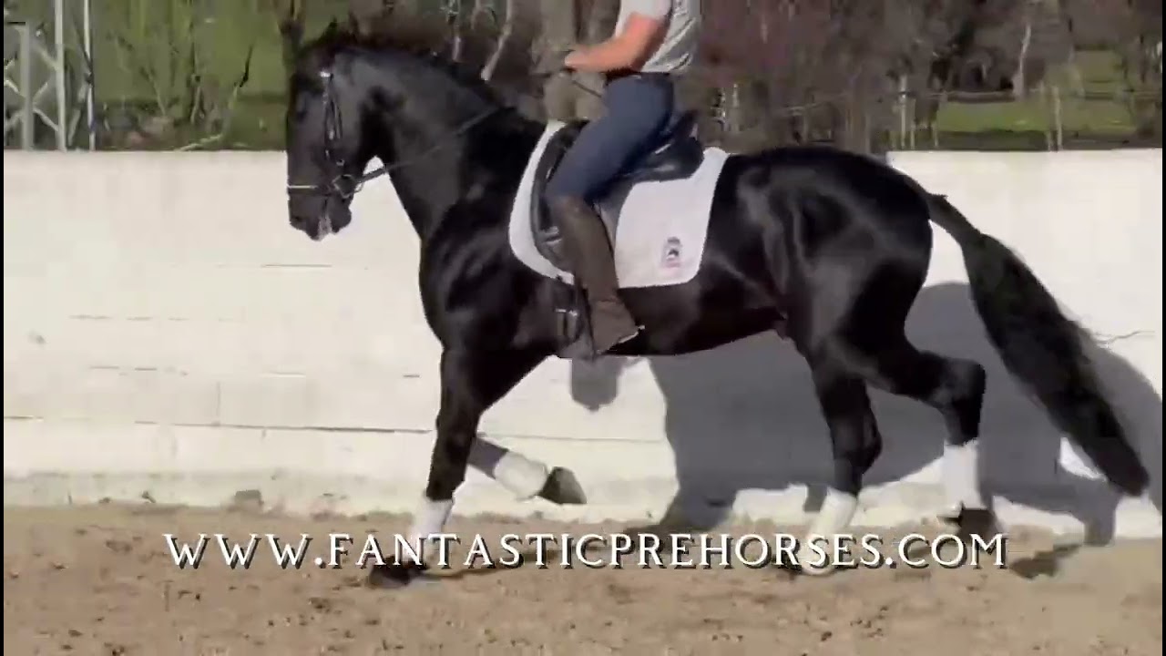 🇪🇸🖤BLACKI 🖤🇪🇸 Outstanding FEI QUALITY mover ~ PRE stallion Pirofree for sale 