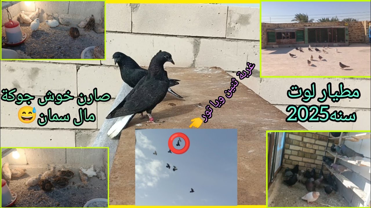 انهزمت التور وجابت ثنين غربة ويا🤠جبت وجبت سمان جديد🦉٦ يناير ٢٠٢٦