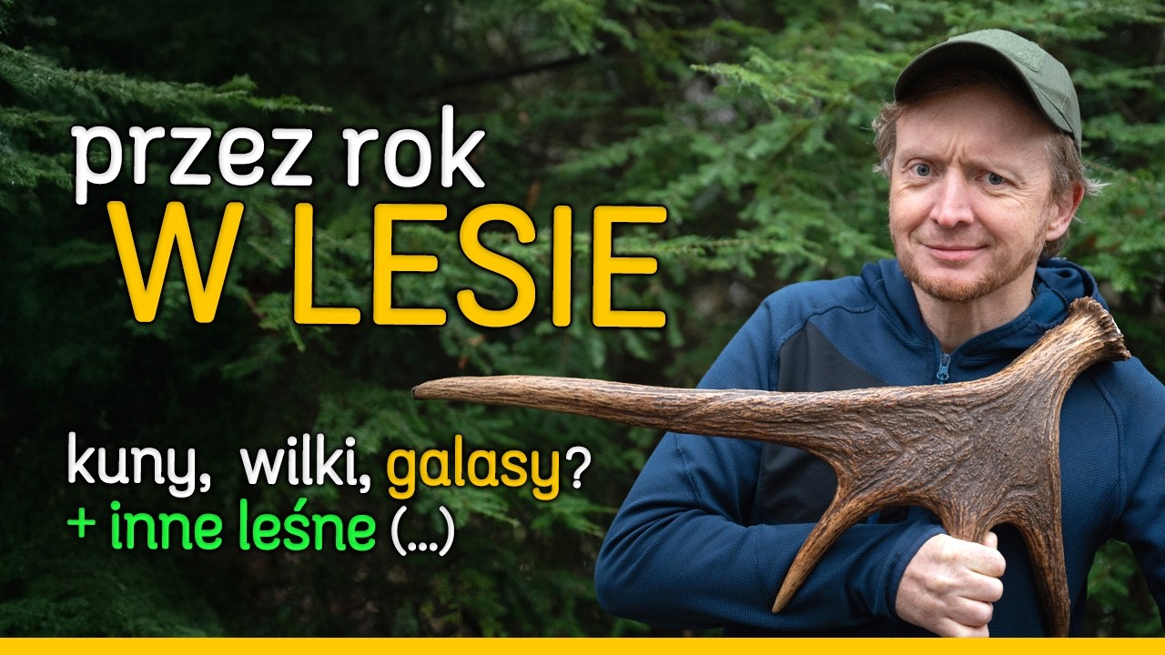 Wyjątkowa przygoda z kunami, wilczy znak i inne spotkania w terenie.🌳 Rok w lesie