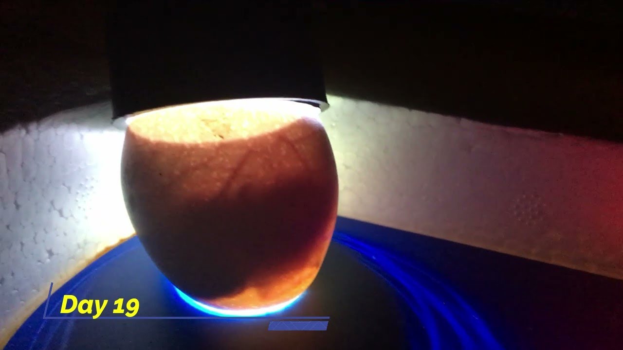 Amazing video on how to hatch silkie chicken eggs with forced air incubator