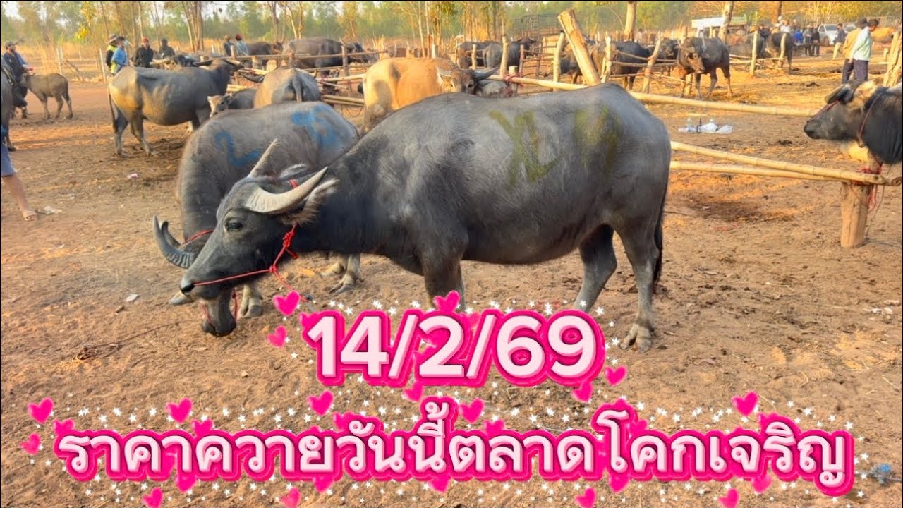 ลุงวิมลเลาะชมบรรยากาศ￼ ซื้อขายควายตลาดโคกเจริญ อ. สว่างแดนดิน จ. สกลนคร 14/2/69 #ราคาควายวันนี้ 