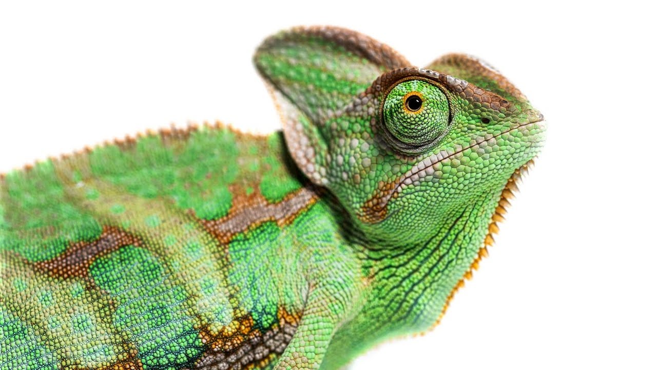 Chameleons as Pets: Pros & Cons