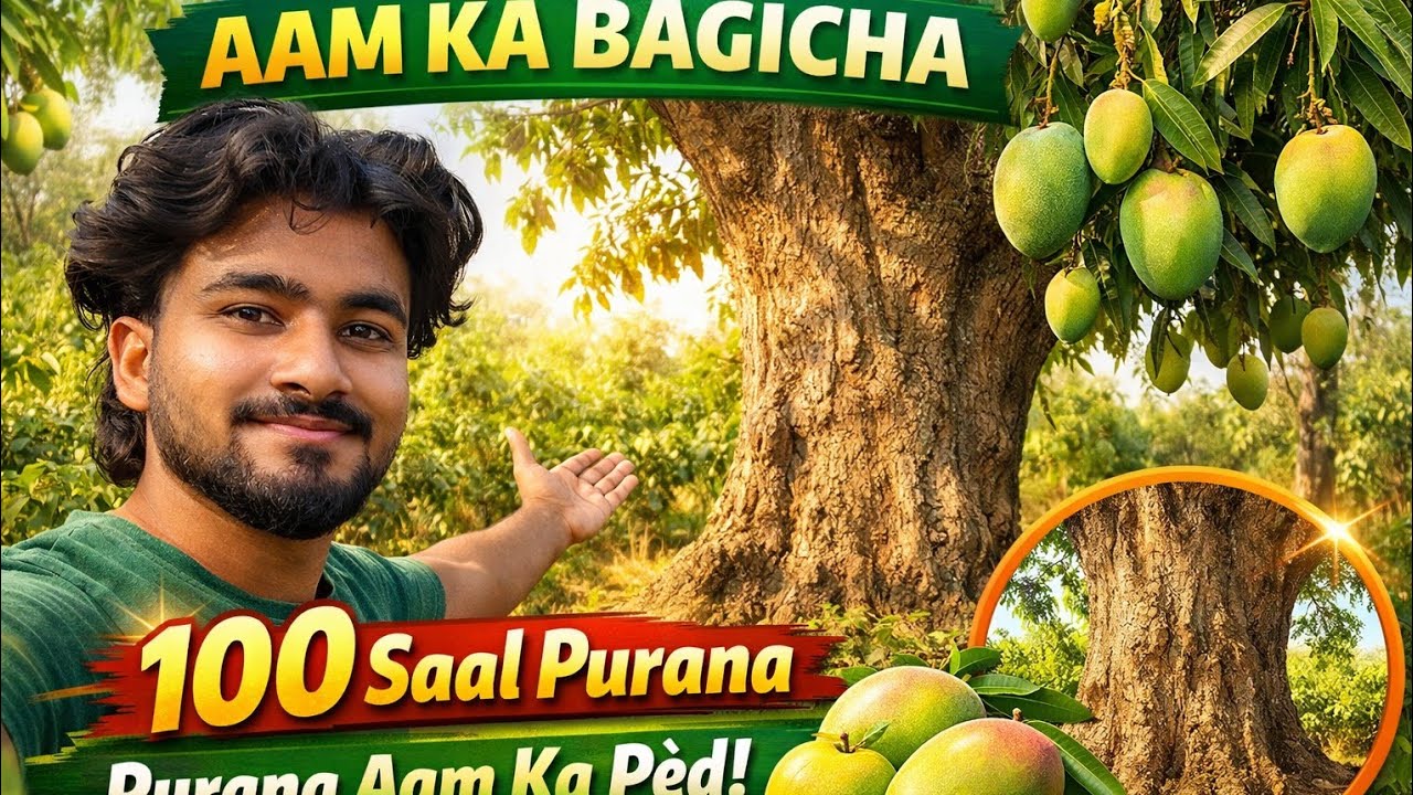 यह पुराना आम का पेड़ मेरी ज़िंदगी,मिट्टी और बचपन की यादों का हिस्सा है#trending #explore#foryou#fypp