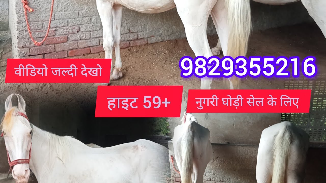 नुगरी घोड़ी सेल के लिए मालिक दिनेश कुमार सैनी जयपुर कांटेक्ट नंबर 9829 35 5216@dineshsaini895 