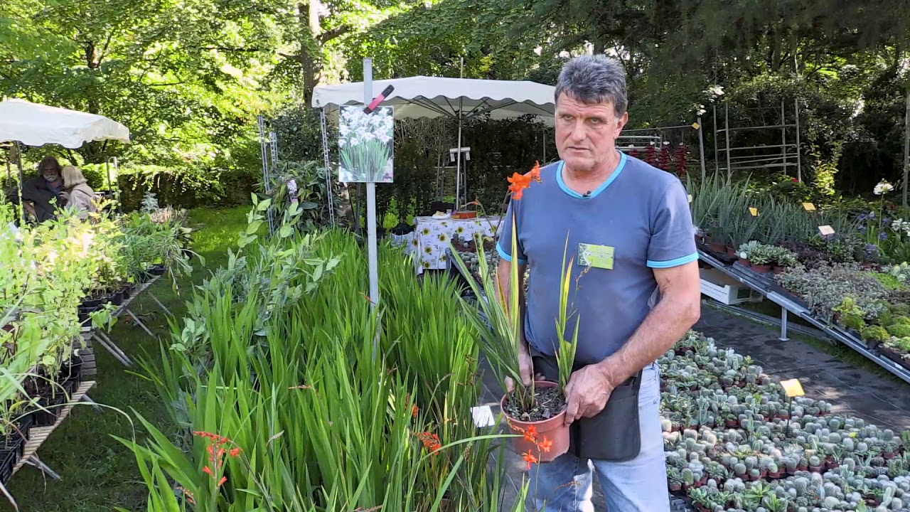 Les CROCOSMIAS, découverte de variétés - Conseils de plantation et de culture