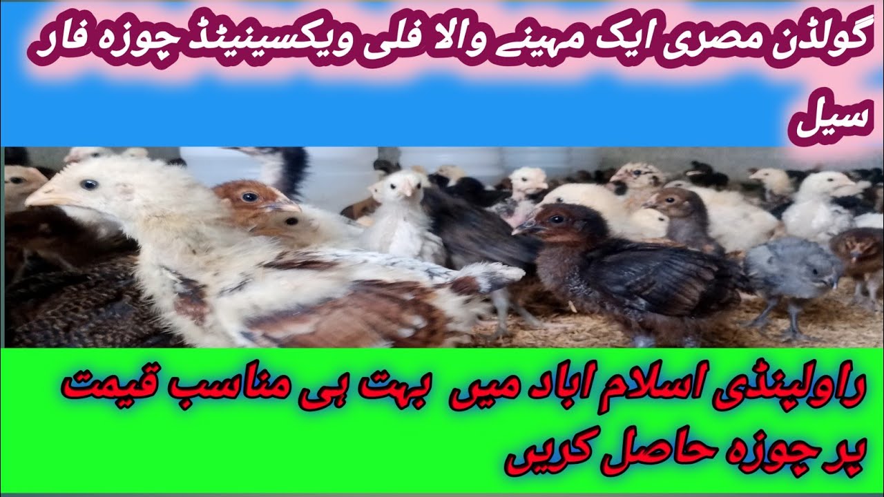 Golden Misri Aik Maheeny Wala Chuza For Sale||Rawalpindi Islamabad||Golden Misri Farming In Pakistan