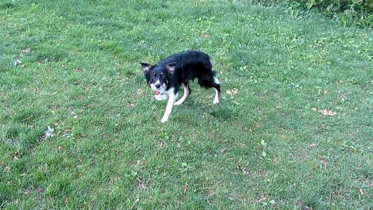 The intense focus of a border collie.