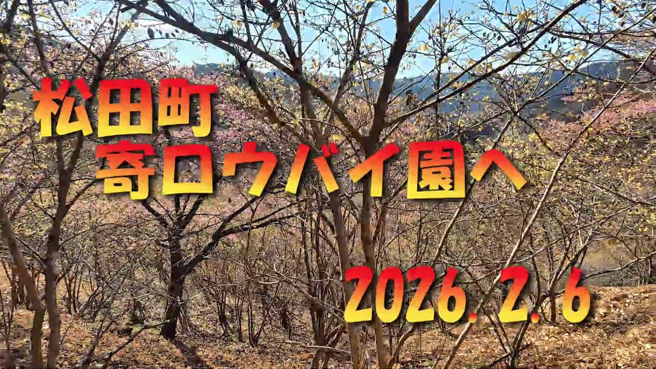 今年の松田町寄ロウバイ園のロウバイ祭りは今日で終了ですね