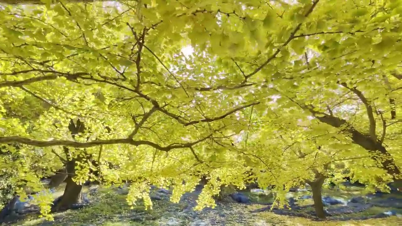 【岐阜羽島・一乗寺　ぎんなんの寺】　2025年11月23日（日）