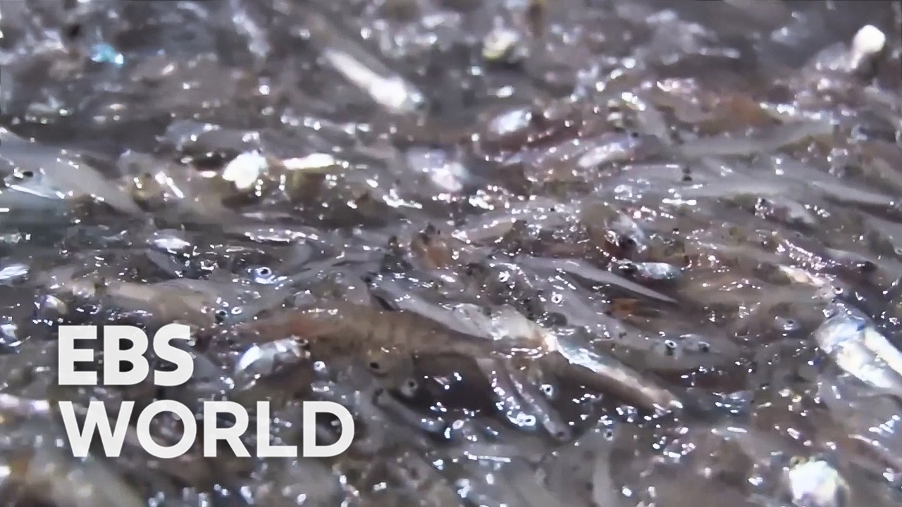 [ENG SUB] Anchovy Boats At Sea For Days Chasing A Full Catch #PICKDOCU