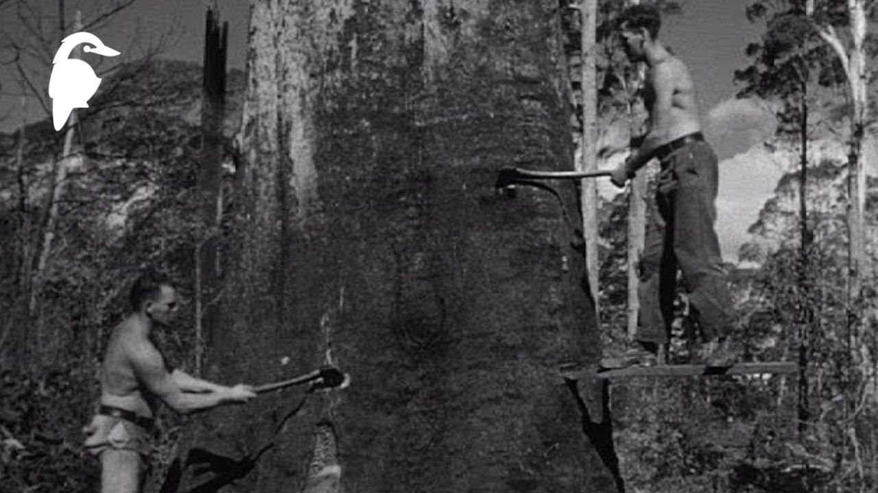 «Добытчики древесины» (1952) – австралийские лесорубы и лесозаготовительная промышленность